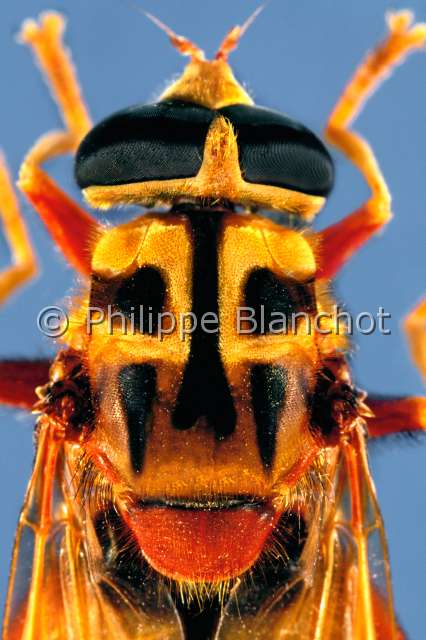 Milesia crabroniformis.JPG - in "Portraits d'insectes" ed. SeuilMilesia crabroniformisMilesie frelonHoverflyDipteraSyrphidaeFrance